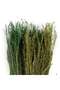 Cynodon Dried Bouquet H40cm - Green - 3