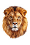 King King Lion Sticker for Car, Motorcycle, Helmet, Laptop, Windshield Sticker 13X10 cm