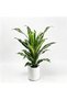 Realistic Artificial Brazilian Iron Tree – Faux Dracaena Fragrans for Modern Home or Office – Indoor/Outdoor Decorative Green Plant, Air Purifying, Low Maintenance – White Antique Pot & Yellow Pebbles - 5