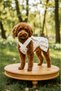Cat - Dog Summer Dress - Seasonal Sequined - Laced Denim Dress - Gilet - Outfit - T-Shirt - 3