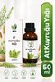 Horse Tail Oil 50 ml - Anti-Hair Loss Hair Strengthening, Volumizing Natural Hair Care Oil