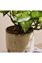 Alocasia Plant In Ceramic Pot H28cm - Green - 2