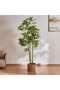 Pachira Aquatica Tree With Pot H240cm - Green
