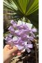 Candy Color Lilac Ribbons 6-Piece Children's Buckle Set-3Cm Metal Clip - 2