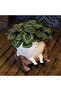 Smiley face shaped flower pot, cute resin flower head pot - 3
