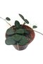 Hoya serpens Ø6cm - 2