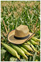 Straw Sun Hat for Men and Women (55-59 cm) - 3