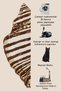 Sdt Brown Seashell Patterned Modern Woven Base Decorative Carpet Sdt937 - 6