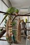Bird Toy Set Natural Jute and Wood - Parrot Toy, Budgie Toy, Cockatiel Chewing and Shredding Toy - 3