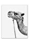 Unframed Pop Prints Minimalist Black and White Camel - Set of 2 (8x10 Inches) Glossy Monochromatic - 3