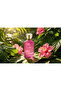 AIZA Eau De Parfum for Women – 100ml - 3