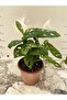 Monstera - 2