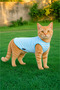 Cat Athlete Striped Summer Cat Outfit - Size m - 5