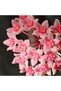 Hoya 'Microdwarf' Ø7cm - 5
