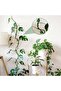Plant Climbing Wall Clamps- Self Adhesive Vine Hooks - 4
