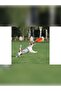 Unbreakable Pitchdog Frisbee Dog Toy 24 cm Orange - 4