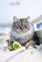 Lil' Avocato Dental Health Cat Chew Toy 67840 - 3