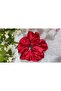 Red Satin Black Tulle Bow Buckle Satin Bagel Buckle - 5
