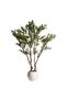 Olive Tree With Pot H250cm - Green - 3