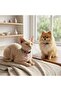 Adjustable, Clip-On, and Bell Collar for Cat and Dog - 4