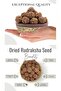 5 Mukhi Rudraksha Beads, 100% Natural, Nepal Origin, Round Shape, Enhances Meditation - 1 Piece - 2