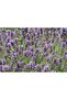 Mix Lavender Seeds for Planting - 2