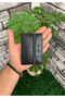 Guard Black Croco Patterned Elastic Sports Card Holder