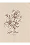 Lcw Curve Beige Large Size Printed 100% Cotton Women's T-Shirt - 4