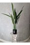 Canna 105cm - 5