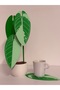 Philodendron Decorativ – Plantă / Coaster 3D - 3