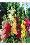 Semințe Nalbe (Alcea Rosea) - 2