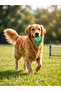 Hard Dog Play Ball - Durable Chew Toy - Tennis Racket Patterned 10cm - 5