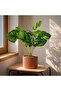 Skye Monstera Artificial Plant H47cm - Green