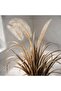 Perennial Potted Onion Grass Bush With Pampas H90cm - Brown - 2