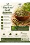 500 Gr Senna Leaf Dried Herbal Tea 100% - 2