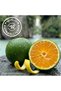 Men Green Orange and Lime Shower Gel 400 ml - 3