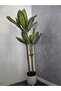 Evergreen 180cm - 2
