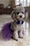 Cat Dog Tutu Skirt and Buckle