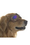Dog Sunglasses Kimmo - 3