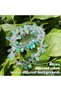 Clear 30pcs Teardrop Chandelier Crystal Pendants 8 X 12 mm AB Color Crystal Beads for Chandelier Jew - 5