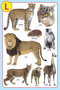 My Jumbo Animal Pictionary - 4