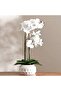 Real Touch Orchid In Ceramic Pot 55.5x20x63.5cm - White - 4