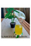 Monstera Variegata Decorative Set of 6 Leaf Coasters with Flower Pot - 3