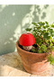 Cute Mushroom Plant Watering Container |   Flower Pot Watering Dripper |   Flowerpot Watering Container |   Automatic Plant Watering Device - 2