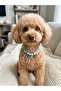 Pati Elegance |   Toy Poodle & Small Breed Sea Star Dog Collar