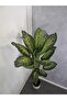 Evergreen 140cm - 3