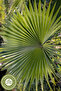Yörem Afyon Nature's Gift to Men: Dwarf Palm, Saw Palmetto {Serenoa Repens} |   30Gr. - 6
