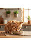NashiDay Golden Complete Wet Cat Food with Venison – 415 g - 3