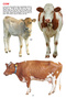My Jumbo Book - ANIMAL - 3