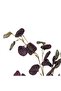 Artificial Eucalyptus Stem 36.2x33.66x101.6cm - Dark Brown - 3